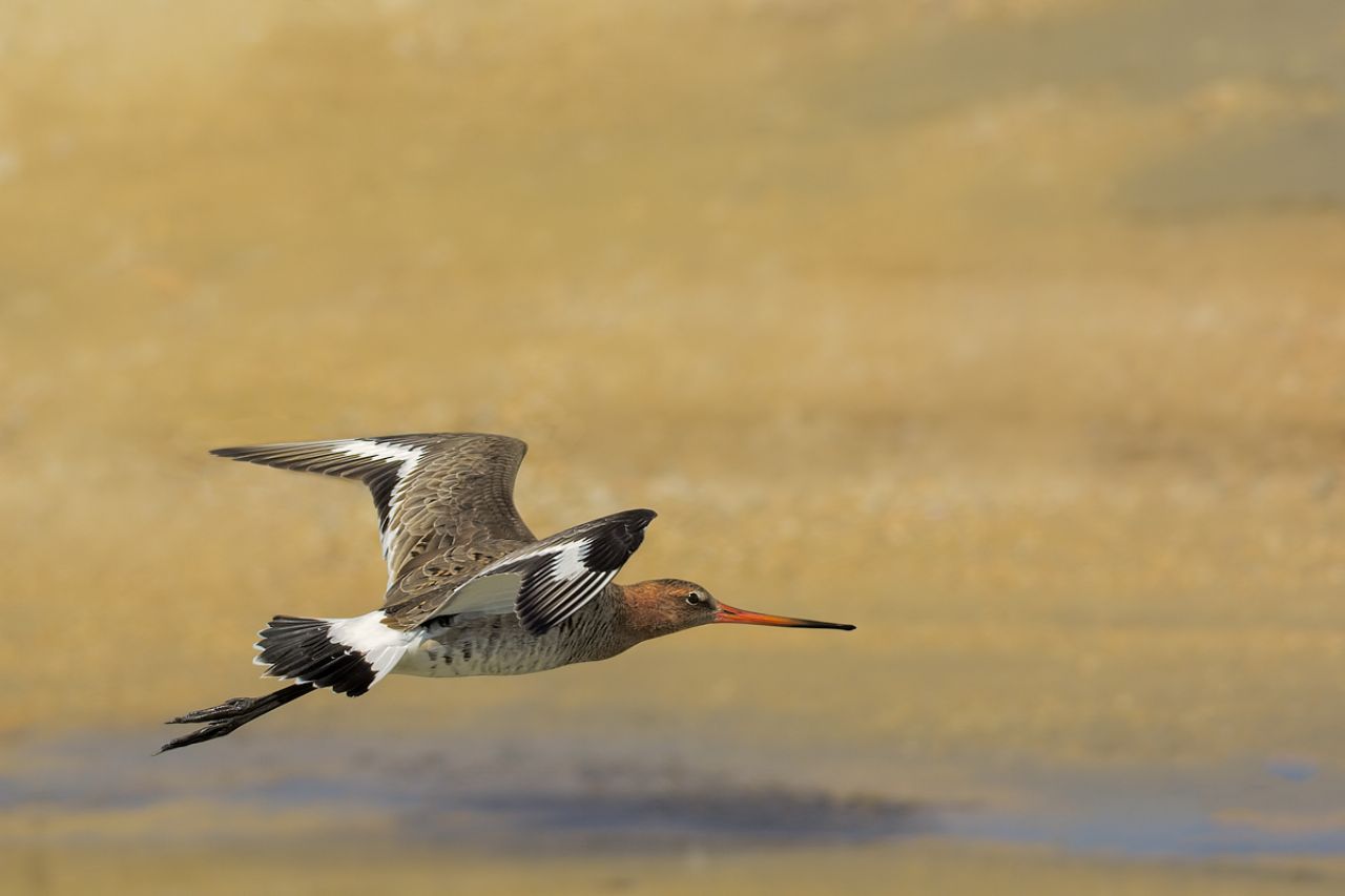 Pittima reale (Limosa limosa)